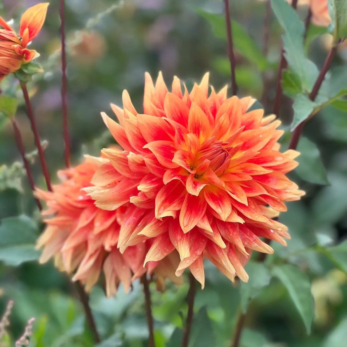 Dahlia Tuber Mystery Bag - Final Packs Now Available!