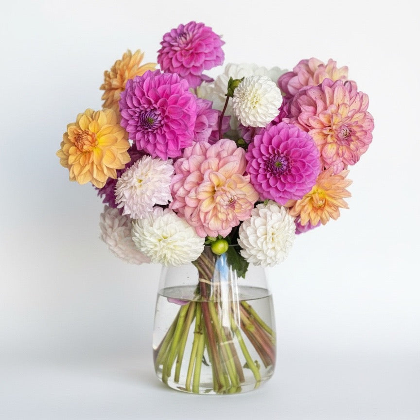 Farm Grown Dahlias In Vase