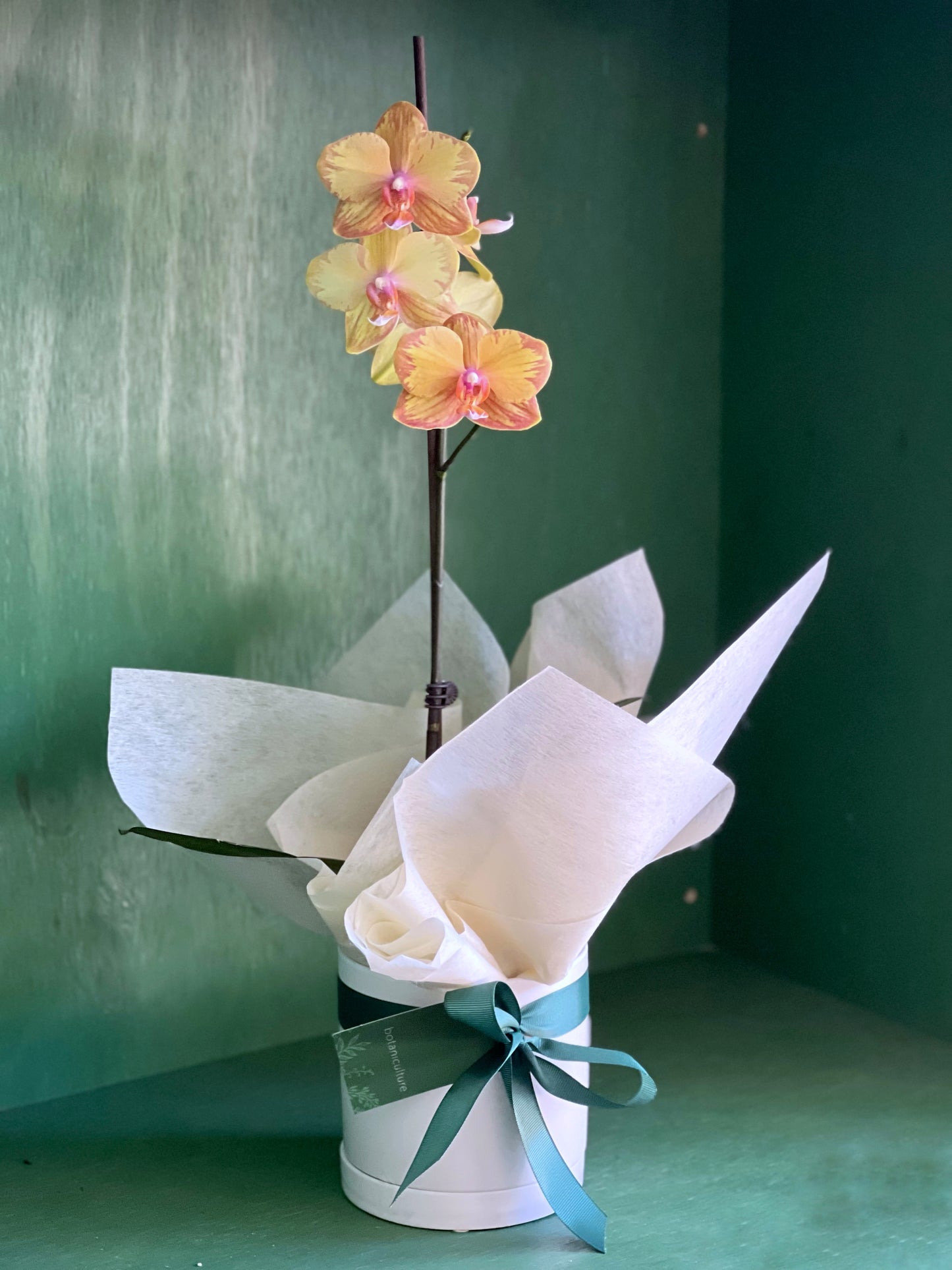 Phalaenopsis Orchid in Pot Assorted Colours