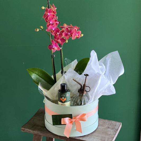 With Love Orchid Care Gift Hamper Box