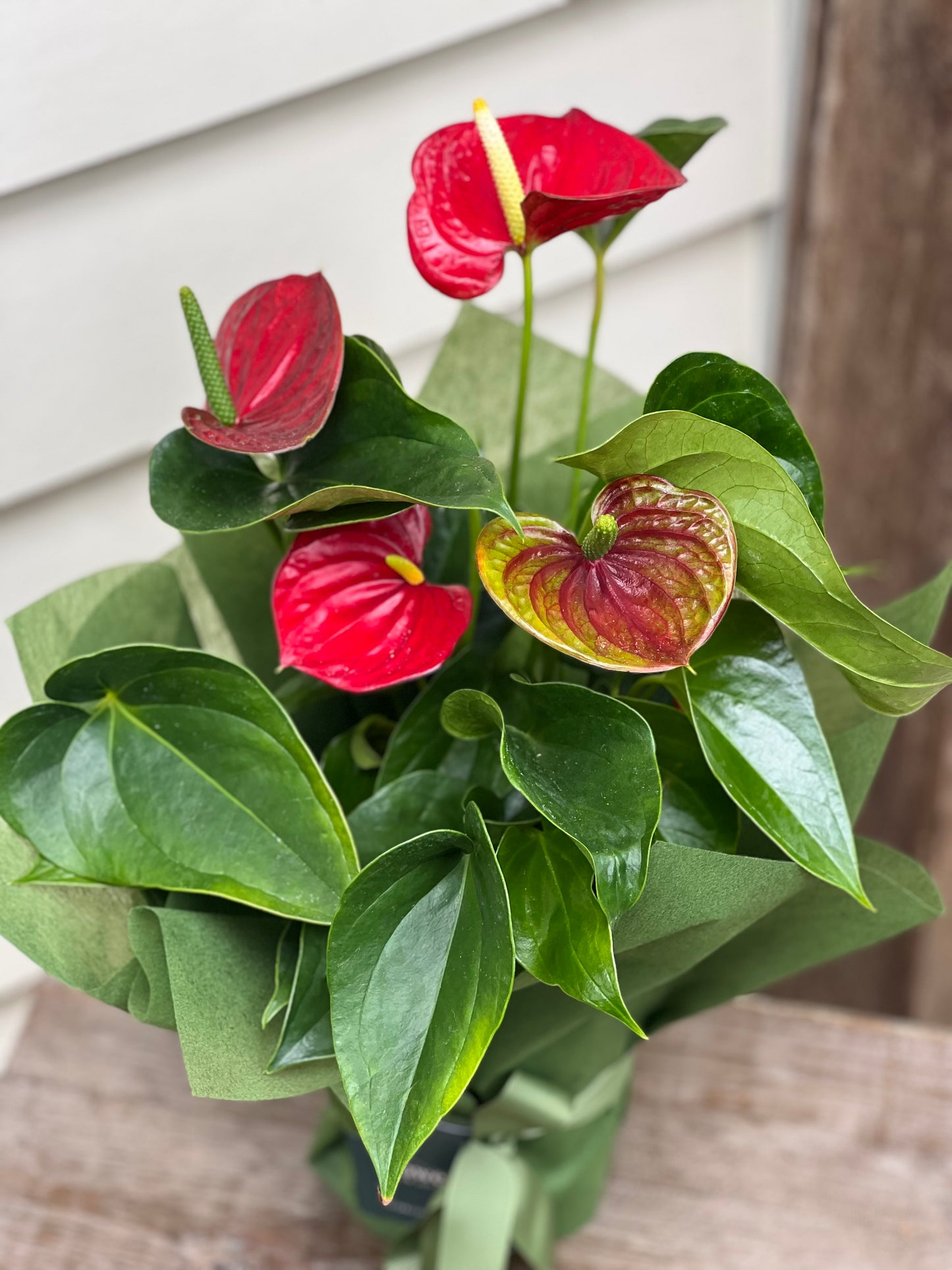 Red Anthurium Gift Plant Gift Wrapped