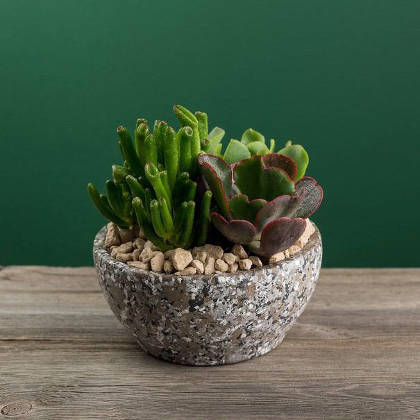 Botaniculture Succulent Planter Speckle Pot Small