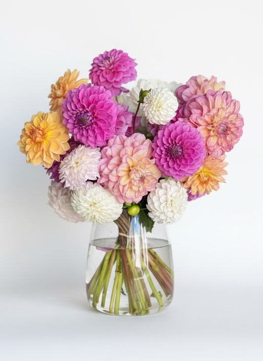 Farm Grown Dahlias In Vase