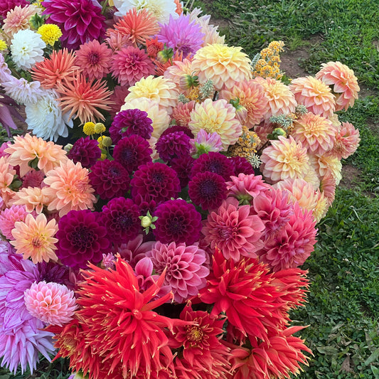 Flower Picking Experience
