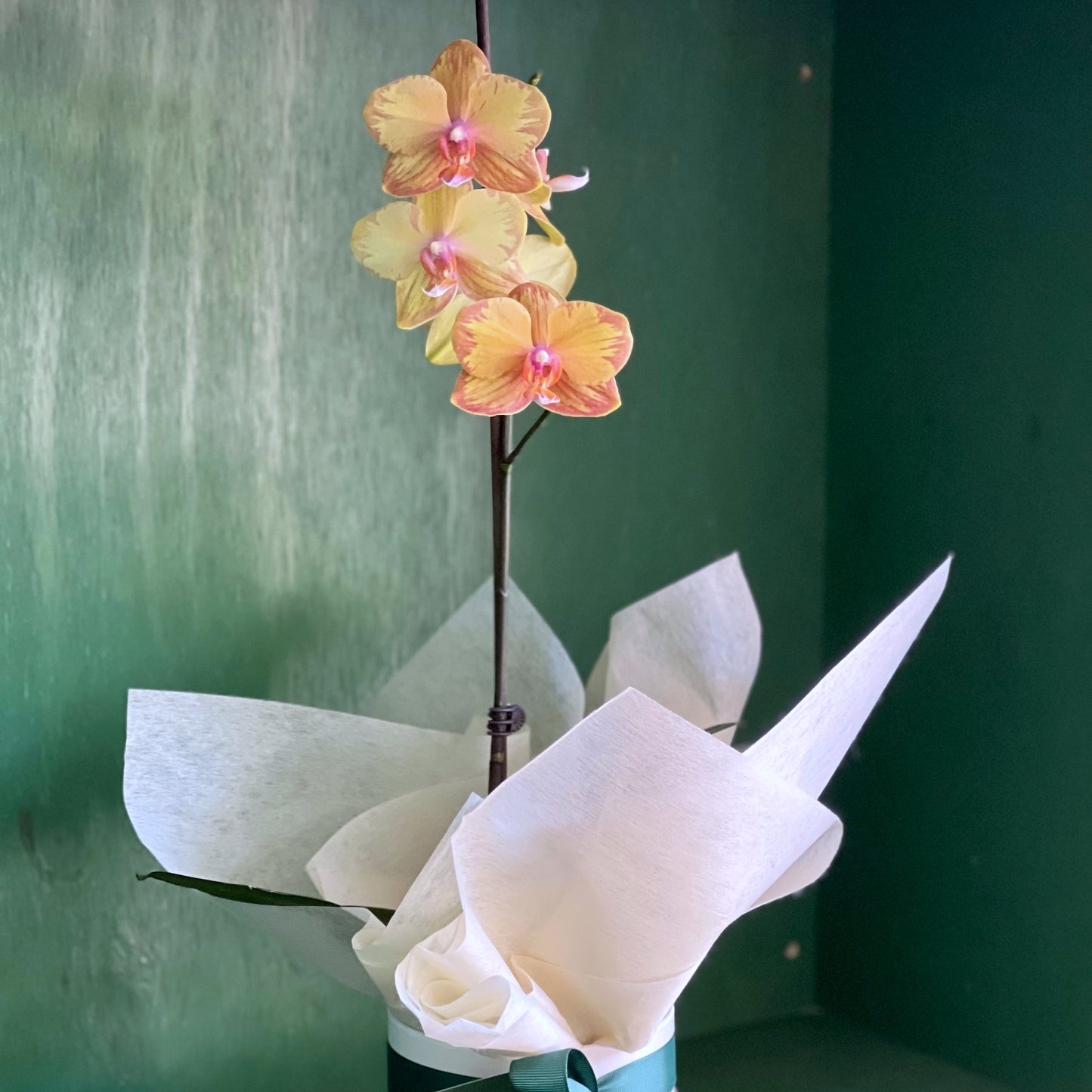 Phalaenopsis Orchid in Pot Assorted Colours