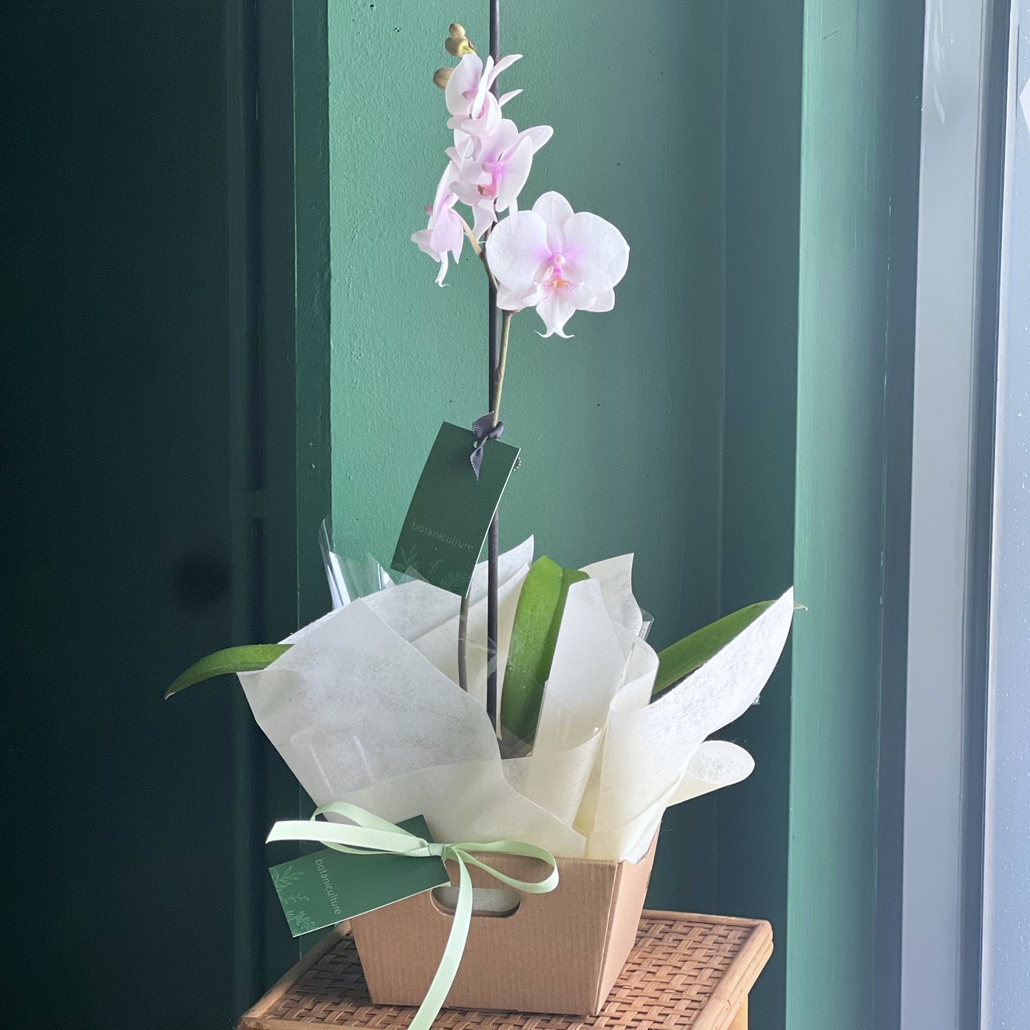 Phalaenopsis Orchid in Pot Assorted Colours