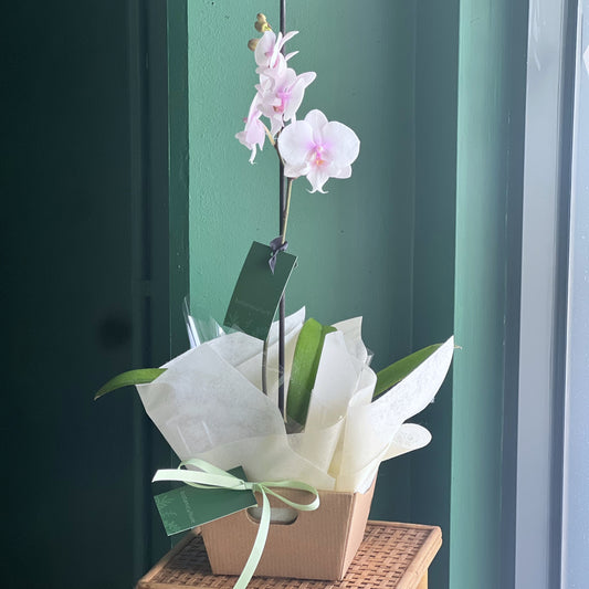 Phalaenopsis Orchid in Pot Assorted Colours