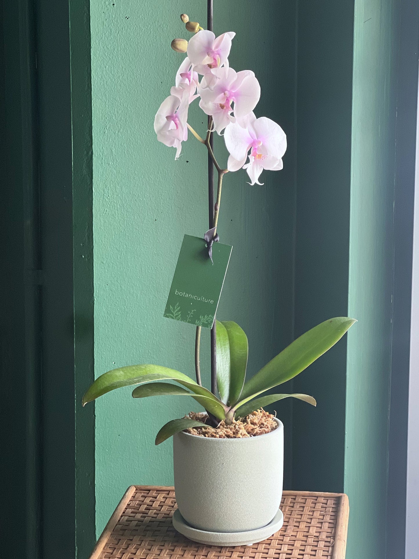 Phalaenopsis Orchid in Pot Assorted Colours