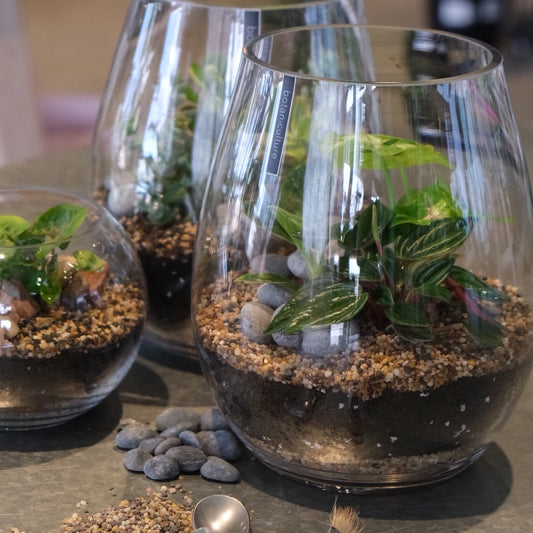 Beginners Terrarium Workshop