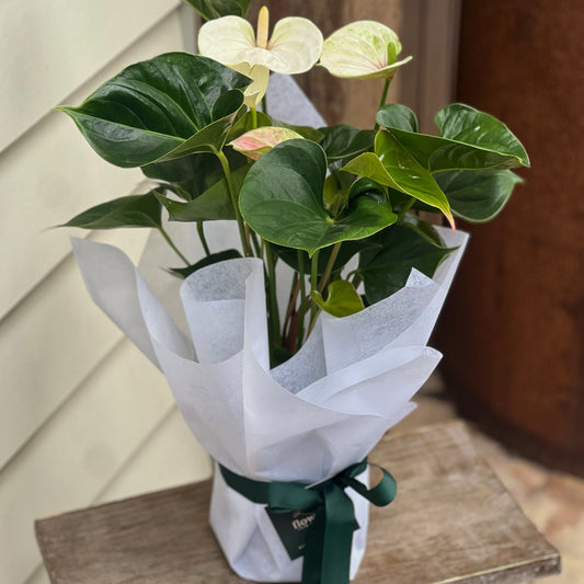 White Anthurium Gift Plant Gift Wrapped