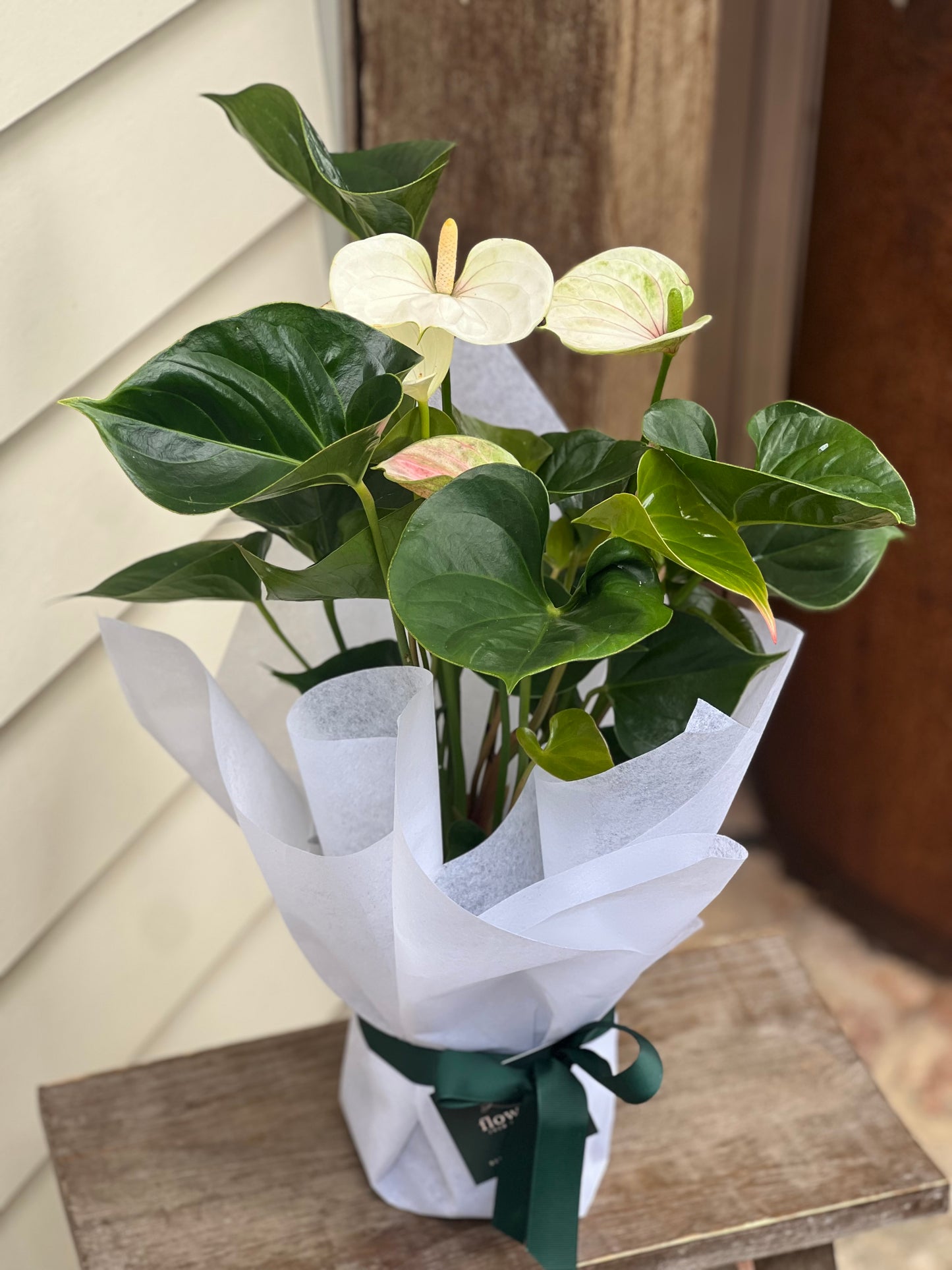 White Anthurium Gift Plant Gift Wrapped