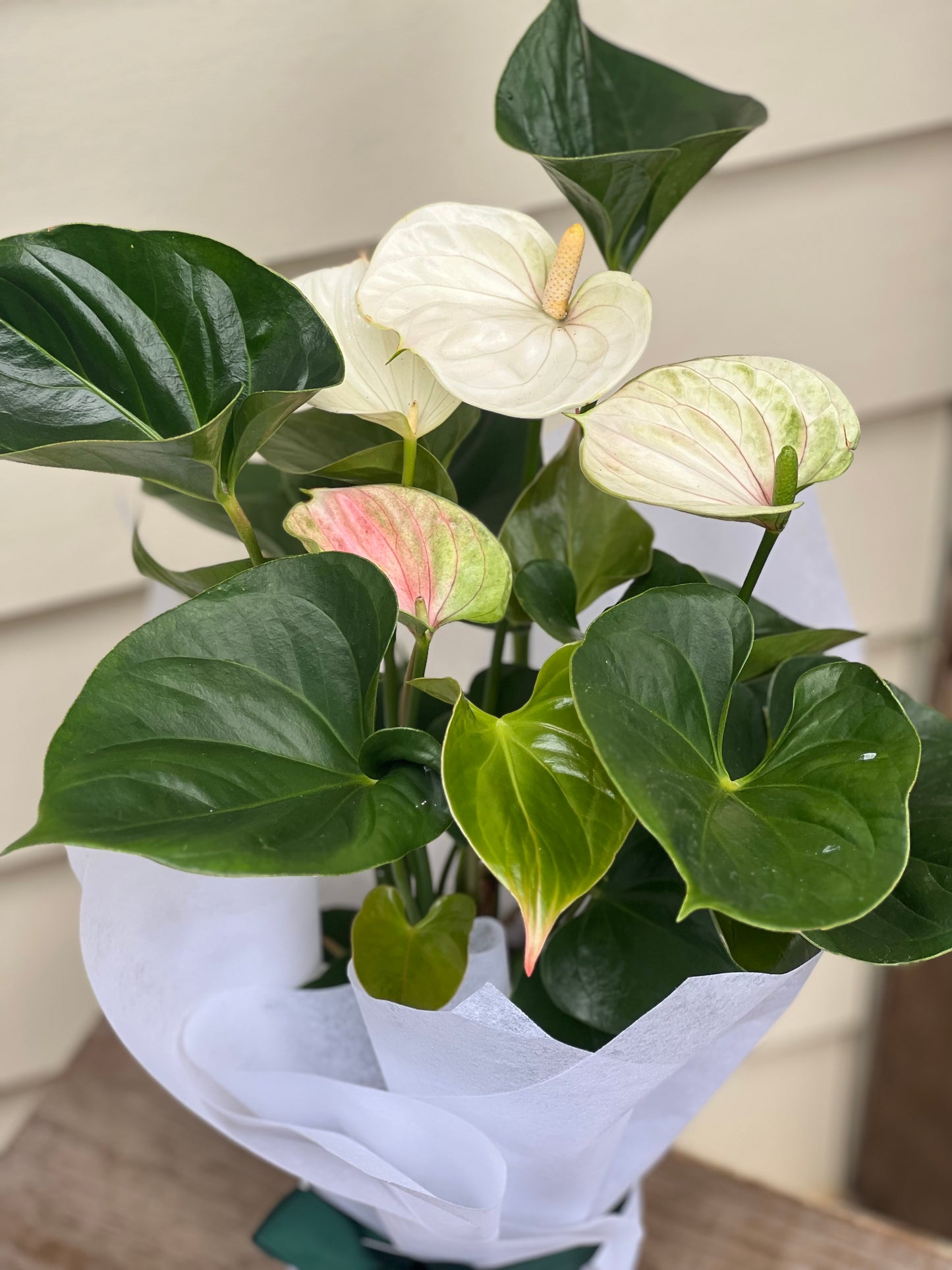 White Anthurium Gift Plant Gift Wrapped
