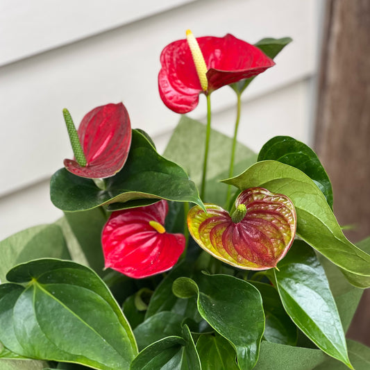 Red Anthurium Gift Plant Gift Wrapped