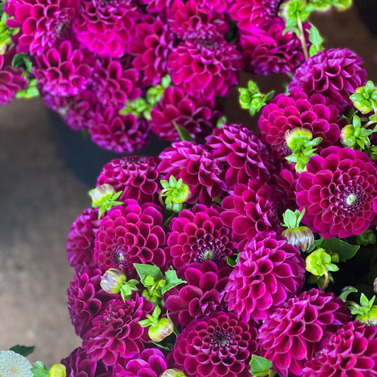 Cut Flower Dahlia Tuber ( Bulb ) Decorative Burgundy PRE-SALE (Copy)