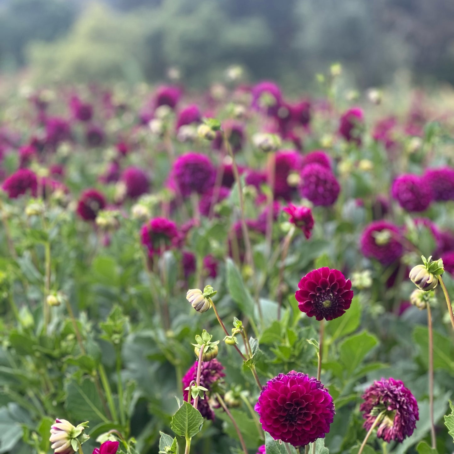 Cut Flower Dahlia Tuber ( Bulb ) Decorative Burgundy PRE-SALE VIC & NSW ONLY