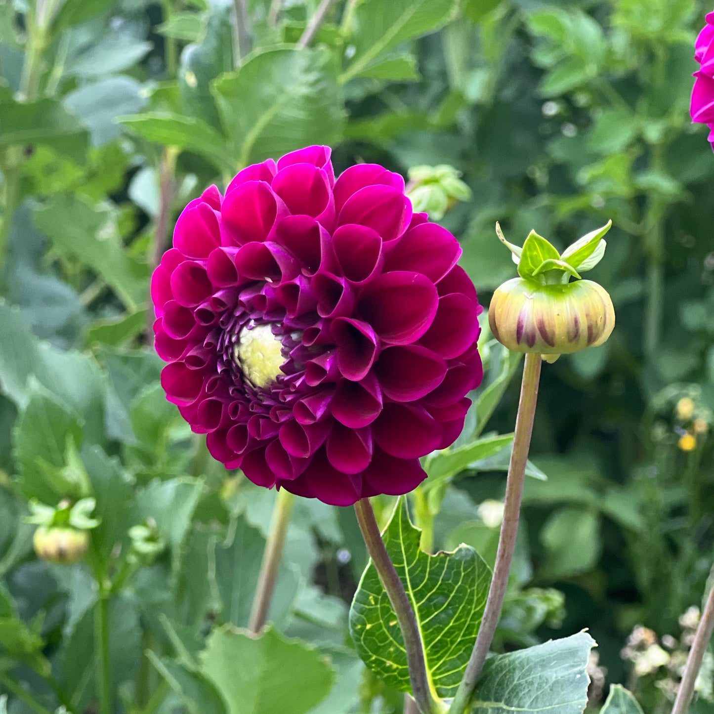 Cut Flower Dahlia Tuber ( Bulb ) Decorative Burgundy PRE-SALE VIC & NSW ONLY