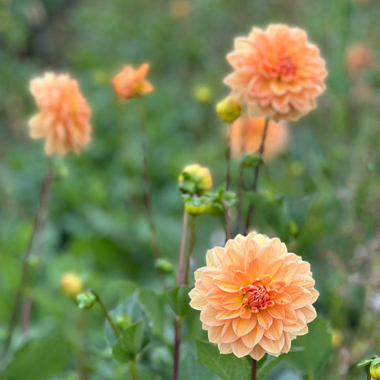 Cut Flower Dahlia Tuber ( Bulb ) Decorative Gold PRE-SALE