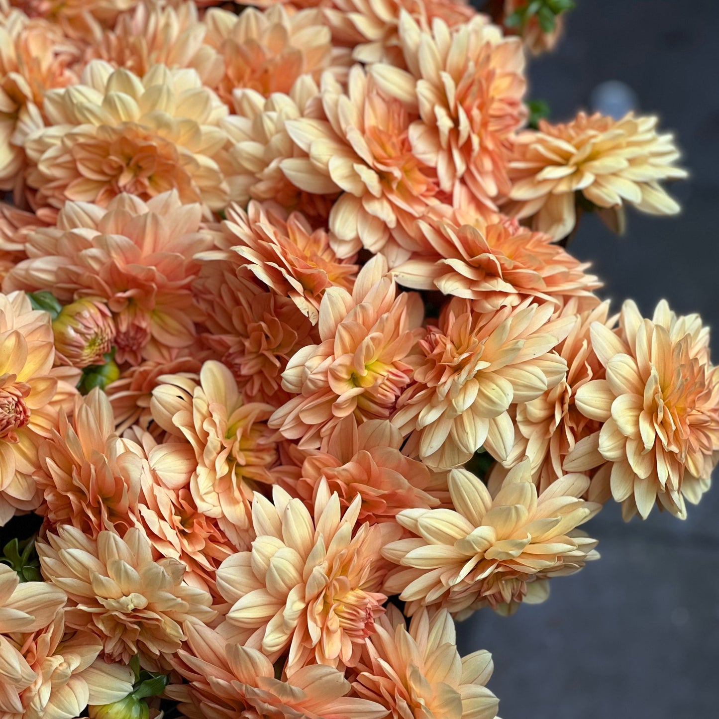 Cut Flower Dahlia Tuber ( Bulb ) Decorative Gold PRE-SALE VIC & NSW ONLY
