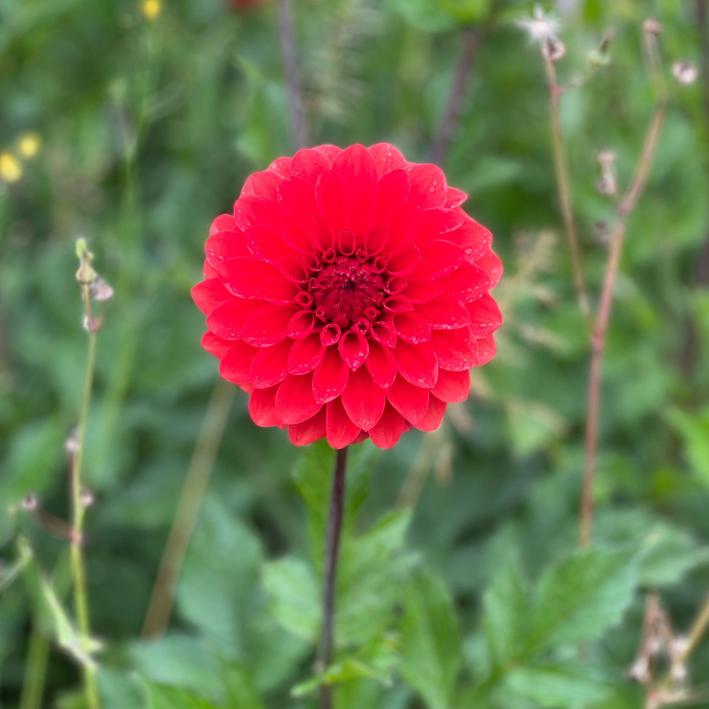 Cut Flower Dahlia Tuber ( Bulb ) Decorative Red PRE-SALE VIC & NSW ONLY