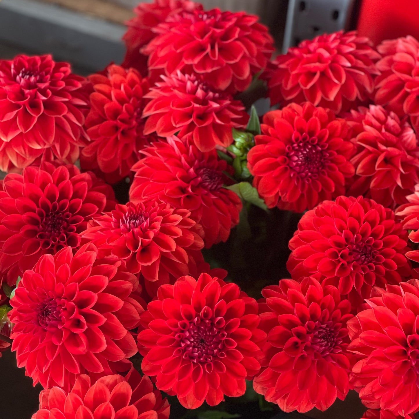 Cut Flower Dahlia Tuber ( Bulb ) Decorative Red PRE-SALE VIC & NSW ONLY