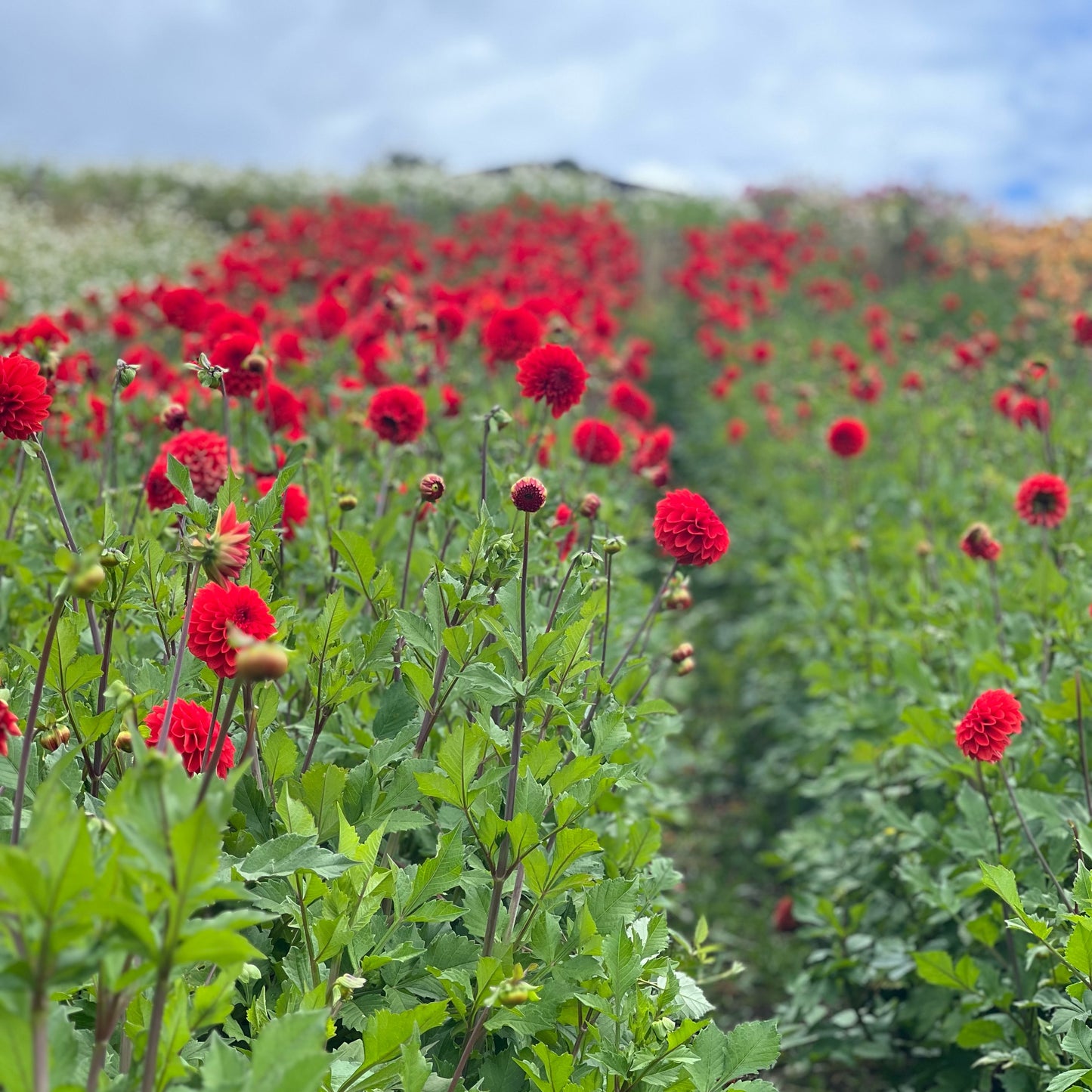 Cut Flower Dahlia Tuber ( Bulb ) Decorative Red PRE-SALE VIC & NSW ONLY