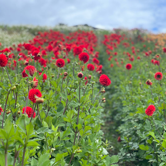Cut Flower Dahlia Tuber ( Bulb ) Decorative Red PRE-SALE