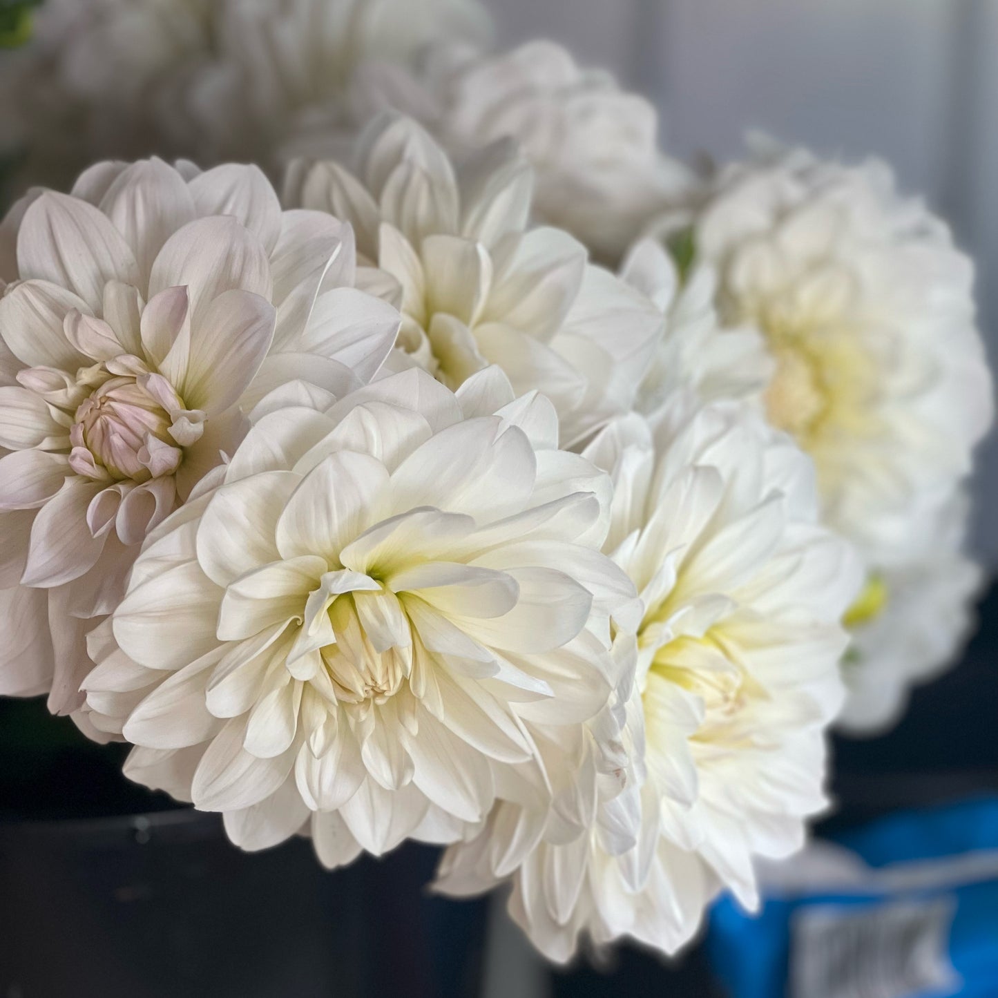 Cut Flower Dahlia Tuber ( Bulb ) Decorative White PRE-SALE VIC & NSW ONLY