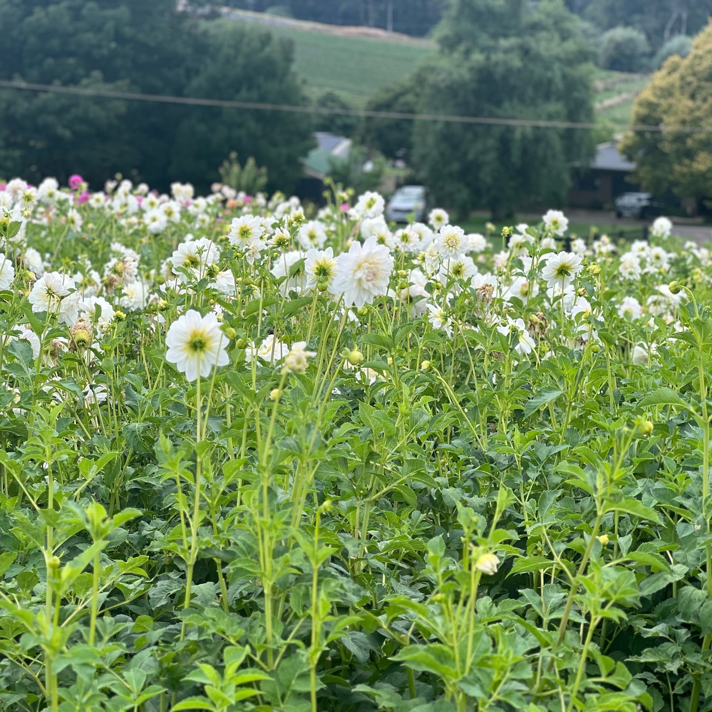 Cut Flower Dahlia Tuber ( Bulb ) Decorative White PRE-SALE VIC & NSW ONLY