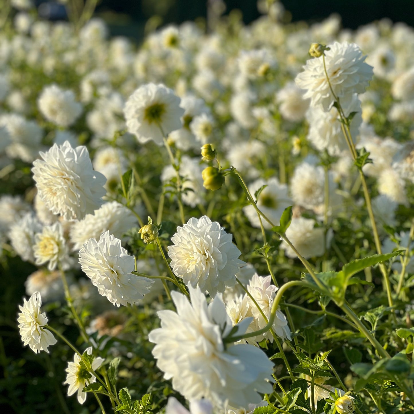 Cut Flower Dahlia Tuber ( Bulb ) Decorative White PRE-SALE VIC & NSW ONLY
