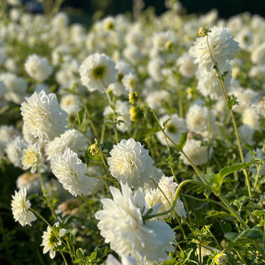 Cut Flower Dahlia Tuber ( Bulb ) Decorative White PRE-SALE