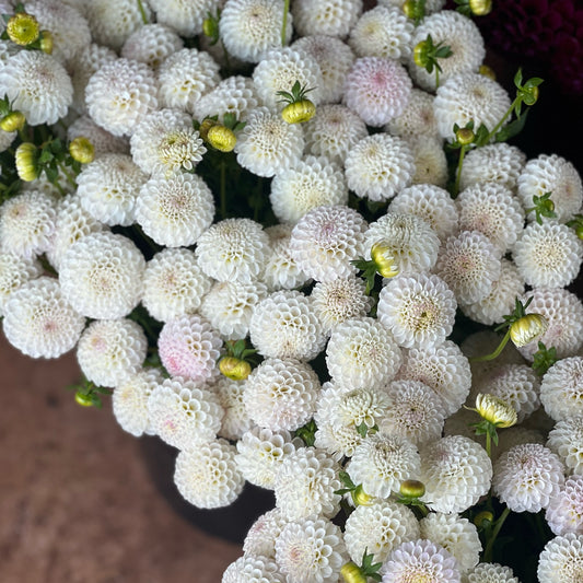 Cut Flower Dahlia Tuber ( Bulb ) PomPon Small White PRE-SALE
