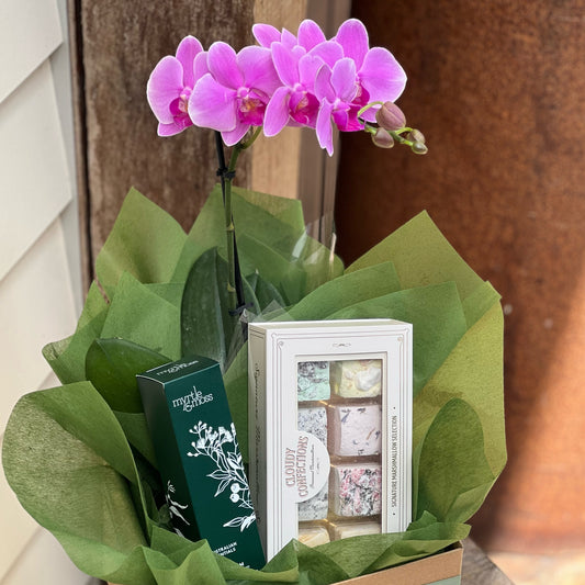 Phalaenopsis Bloom Box