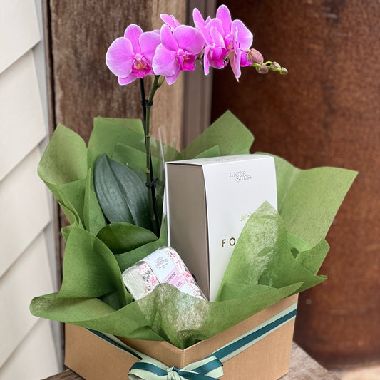 Phalaenopsis Orchid Luxe Gift Hamper