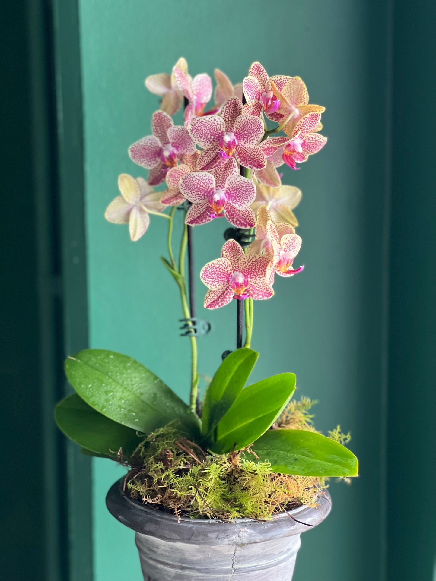 Phalaenopsis Orchid in Urn Assorted Colours
