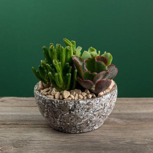 Botaniculture Succulent Planter Speckle Pot Small