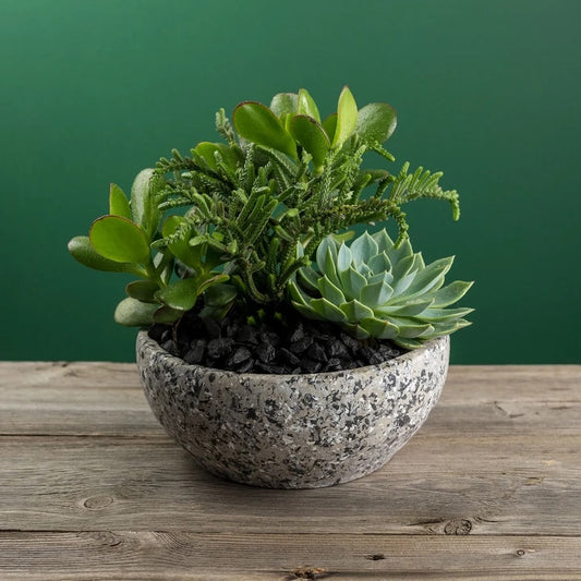 Botaniculture Succulent Planter Speckle Pot Large